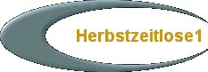 Herbstzeitlose1